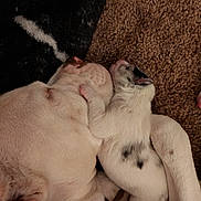 Giya joined the competition — help win amazing prizes! dog, puppy, sleeping, snuggling, carpet, white_fur, black_spots, pet, animal, cute, resting, indoors, companion, fur, paw, relaxed, close_up, friendship, domestic_animal, mammal