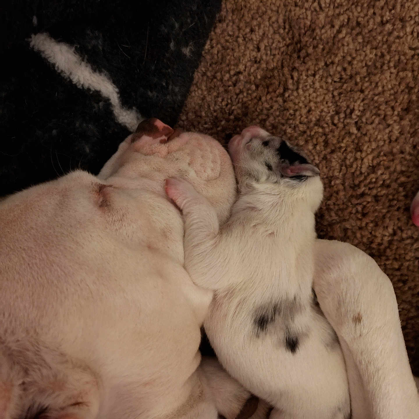 Giya joined the competition — help win amazing prizes! animal, black_spots, carpet, close_up, companion, cute, dog, domestic_animal, friendship, fur, indoors, mammal, paw, pet, puppy, relaxed, resting, sleeping, snuggling, white_fur