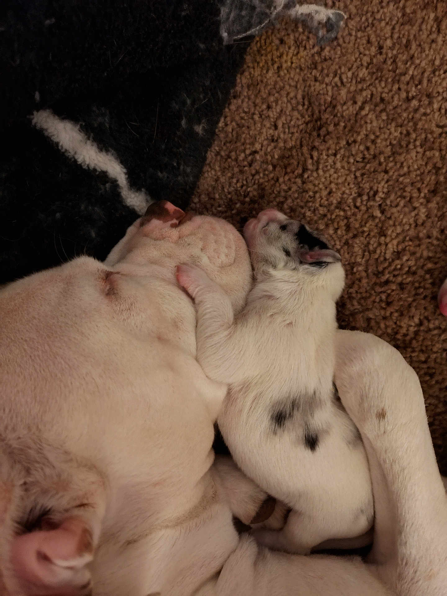 Giya joined the competition — help win amazing prizes! dog, puppy, sleeping, snuggling, carpet, white_fur, black_spots, pet, animal, cute, resting, indoors, companion, fur, paw, relaxed, close_up, friendship, domestic_animal, mammal