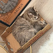 Eva joined the competition — help win amazing prizes! aries, box, cardboard_box, cat, cozy, cute, domestic_animal, feline, floor, fur, gray_cat, illustration, indoor, pet, poster, premium_strawberries, resting, rug, sleeping, wooden_floor
