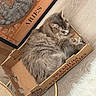 cat, cardboard_box, gray_cat, sleeping, indoor, floor, wooden_floor, rug, poster, aries, illustration, cozy, pet, feline, resting, premium_strawberries, box, fur, cute, domestic_animal