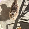 Eva is registered to the contest to win money with this photo: animal, casual, cat, concrete_floor, curious, domestic_animal, doormat, ears, feline, floor_texture, fluffy, indoors, light_and_shadow, looking_up, pet, shadow, sneakers, sunlight, tail, whiskers