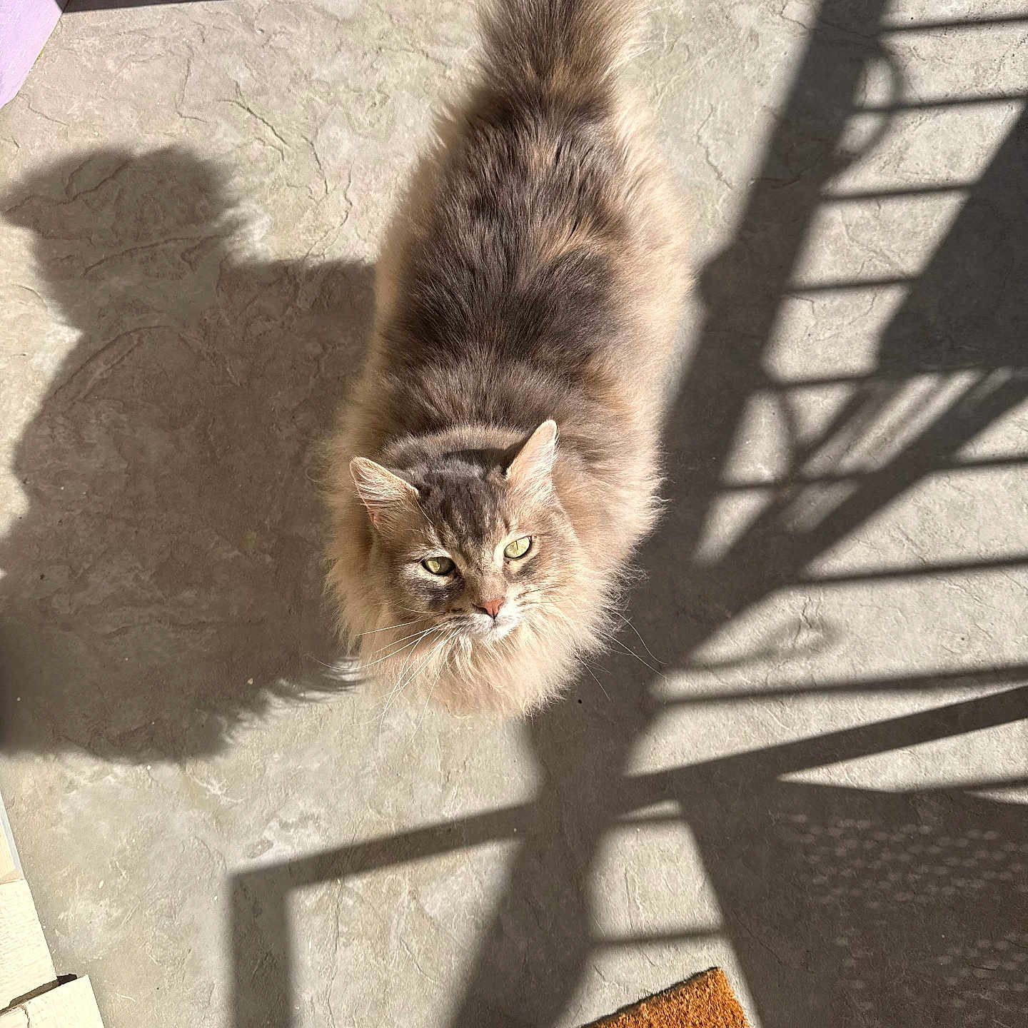 Eva is registered to the contest to win money with this photo: animal, casual, cat, concrete_floor, curious, domestic_animal, doormat, ears, feline, floor_texture, fluffy, indoors, light_and_shadow, looking_up, pet, shadow, sneakers, sunlight, tail, whiskers