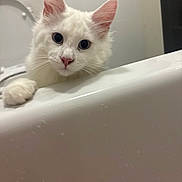 Achille participe au concours pour gagner de l'argent avec cette photo : cat, kitten, white_cat, bathtub, bathroom, tub_rim, paw, whiskers, ears, eyes, closeup, portrait, pet, indoor, curious, soft_fur, white_fur, dark_eyes, looking_at_camera, minimal_background