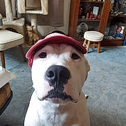 Tender joined the competition — help win amazing prizes! animal, cabinet, calm, carpet, cat_tree, close_up, companion, cute, decor, dog, domestic, furniture, household, indoor, looking_at_camera, pet, portrait, stool, visor_hat, white_dog