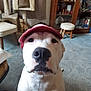 animal, cabinet, calm, carpet, cat_tree, close_up, companion, cute, decor, dog, domestic, furniture, household, indoor, looking_at_camera, pet, portrait, stool, visor_hat, white_dog