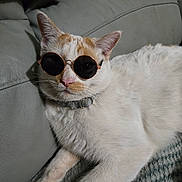 Puder joined the competition — help win amazing prizes! animal, blanket, cat, closeup, collar, couch, cozy, cute, domestic_cat, feline, fur, indoor, leisure, mammal, orange_spots, pet, relaxed, resting, sunglasses, white_cat