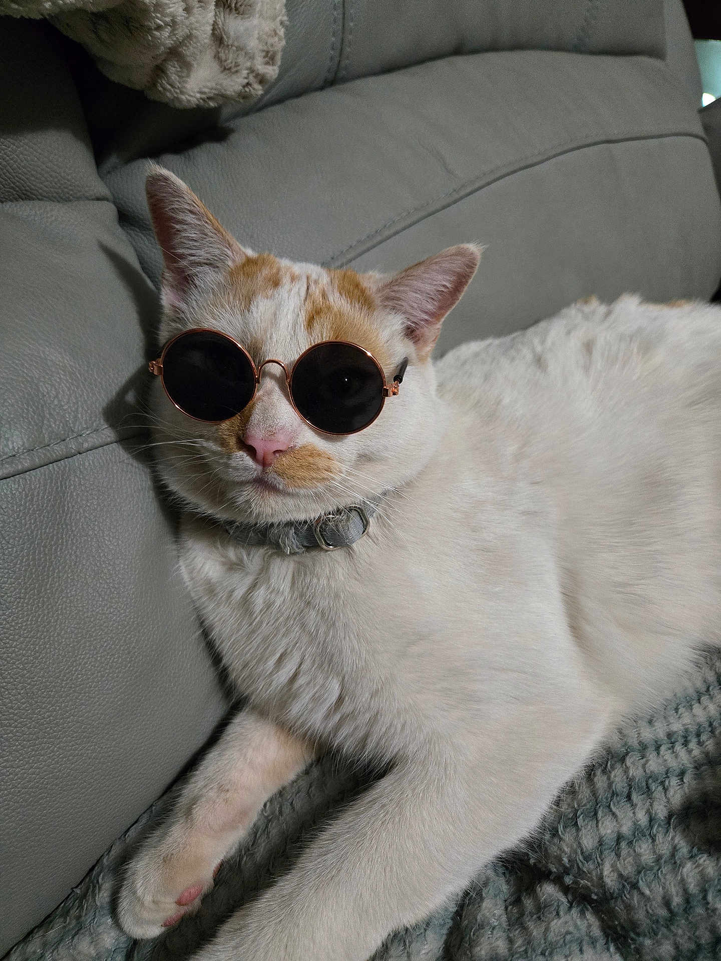 Puder joined the competition — help win amazing prizes! animal, blanket, cat, closeup, collar, couch, cozy, cute, domestic_cat, feline, fur, indoor, leisure, mammal, orange_spots, pet, relaxed, resting, sunglasses, white_cat