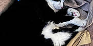 Bubba joined the competition — help win amazing prizes! cat, black_and_white, sleeping, pet_bed, plush_toy, blanket, cozy, indoor, resting, animal, cute, feline, paw, fur, comfort, relaxation, soft, toy, cushion, nap