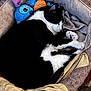 cat, black_and_white, sleeping, pet_bed, plush_toy, blanket, cozy, indoor, resting, animal, cute, feline, paw, fur, comfort, relaxation, soft, toy, cushion, nap