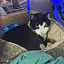 Bubba is registered to the contest to win money with this photo: cat, black_and_white_cat, pet_bed, blanket, cushion, indoor, furniture, soft_lighting, cozy, resting, animal, feline, yellow_eyes, looking, home, comfort, relaxed, close_up, bed, domestic_animal