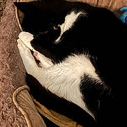 Bubba joined the competition — help win amazing prizes! cat, black_and_white, sleeping, pet_bed, cozy, paws, curled_up, furry, indoor, resting, cute, animal, domestic, fur, whiskers, relaxed, comfort, bed, soft, napping