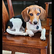 Bailey is registered to the contest to win money with this photo: dog, beagle, wooden_chair, indoor, pet, animal, floor, blanket, bed, furniture, canine, looking, cute, ears, collar, resting, brown, white, black, home