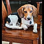 dog, beagle, wooden_chair, indoor, pet, animal, floor, blanket, bed, furniture, canine, looking, cute, ears, collar, resting, brown, white, black, home