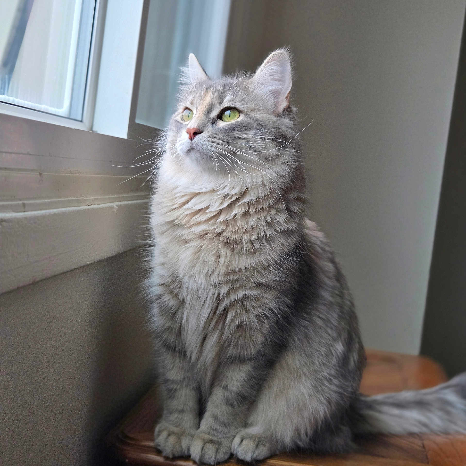 Ena joined the competition — help win amazing prizes! abyssinian, angora, animal, cat, egyptiancat, gray, hardwood, kitten, manx, pet, siamese, window, windowsill, wood