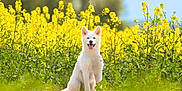Tacha participe au concours pour gagner de l'argent avec cette photo : animal, bright, canine, cute, daylight, dog, ears, flower_field, grass, greenery, happy, nature, outdoor, pet, portrait, sitting, sunny, tongue_out, white_dog, yellow_flowers