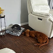 Mickey is registered to the contest to win money with this photo: dog, pet, indoor, floor, cushion, recliner, white_furniture, wooden_floor, sleeping, resting, brown_dog, black_dog, cozy, living_room, relaxing, domestic, fur, home, quiet, peaceful