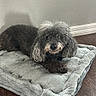 dog, poodle, pet_bed, gray_fur, curly_fur, wooden_floor, indoor, resting, cozy, plush, tag, animal, canine, relaxed, home, flooring, fur_texture, domestic, companion, quiet