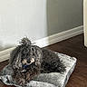 dog, poodle, black_dog, curly_fur, pet, indoor, cushion, wooden_floor, relaxed, lying_down, animal, fur, collar, home, domestic_animal, cute, cozy, resting, living_room, floor