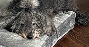 Mickey is registered to the contest to win money with this photo: dog, sleeping, bed, plush, gray, curly_hair, floor, wooden_floor, resting, cozy, indoors, pet, canine, fur, relaxation, home, animal, cute, nap, quiet