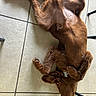 Buddy is registered to the contest to win money with this photo: dog, brown_dog, floor, tile_floor, collar, pet, animal, canine, lying_down, relaxed, indoor, paw, fur, muzzle, tile, household, domestic_animal, resting, comfort, dog_tag
