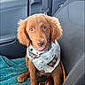Buddy joined the competition — help win amazing prizes! puppy, dog, brown_dog, bandana, car_interior, seatbelt, blanket, pet, animal, cute, young_dog, car_seat, looking, indoors, vehicle, front_seat, cozy, pet_accessory, canine, adorable