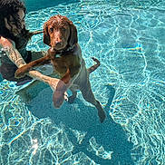 Buddy is registered to the contest to win money with this photo: dog, person, pool, water, swimming, wet, sunlight, reflection, summer, outdoor, curly_hair, supporting, canine, animal, pet, blue, clear_water, recreation, fun, playful