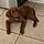 Buddy