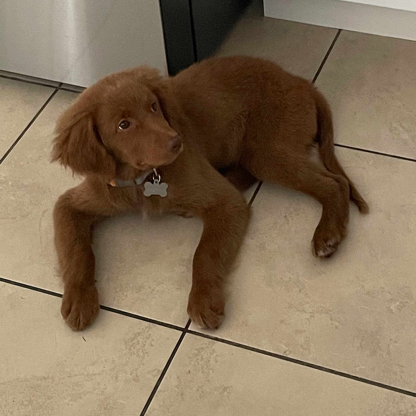 Buddy