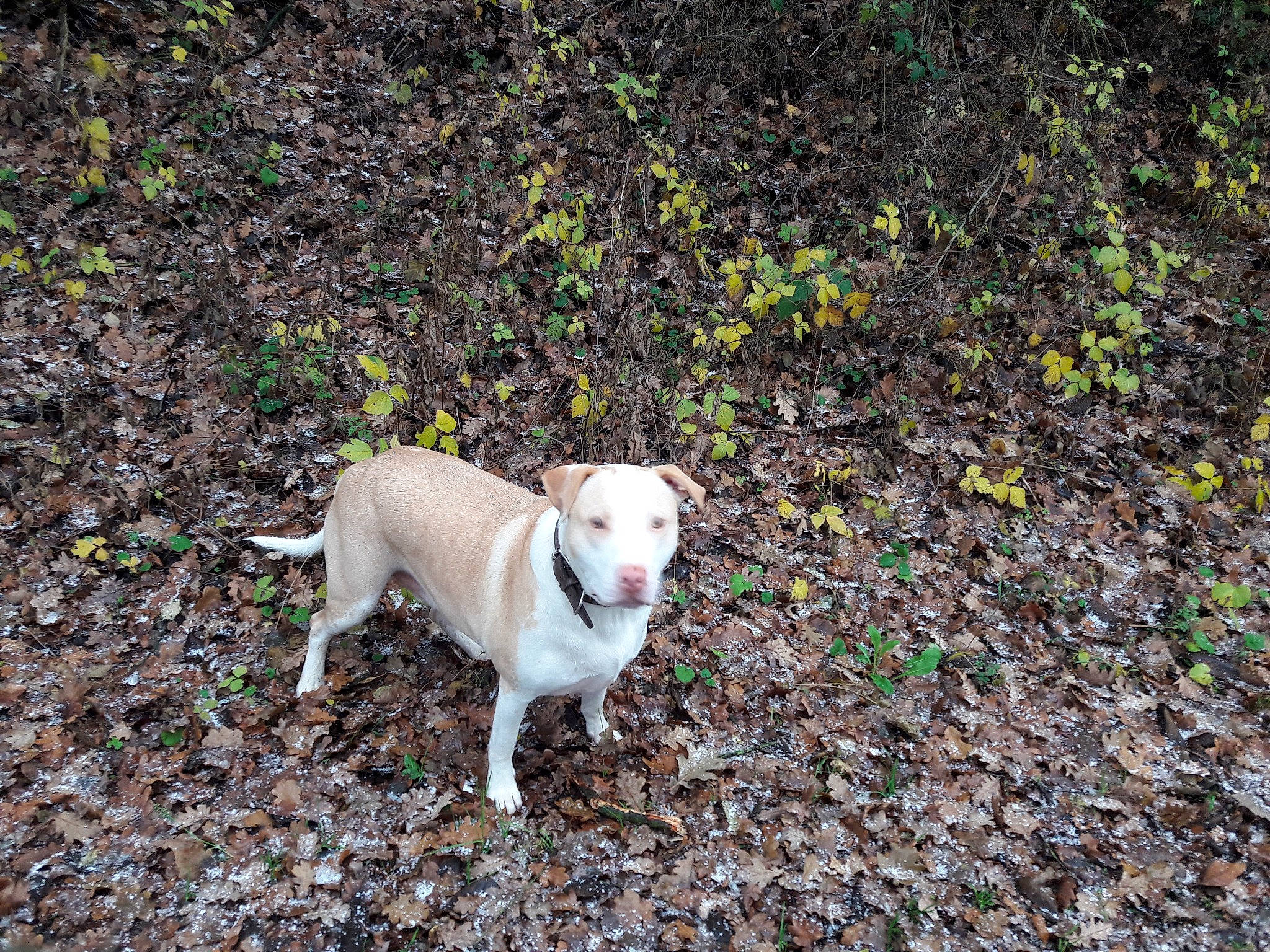 Paddy a rejoint le concours — aidez-le/la à gagner de superbes lots ! asphalt, carnivore, collar, companion_dog, dog, dog_breed, dog_collar, fawn, grass, groundcover, leash, paw, plant, road_surface, soil, sporting_group, tail, terrestrial_animal, toy_dog, working_animal
