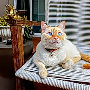 Times New Romy joined the competition — help win amazing prizes! animal, bell, blue_eyes, cat, chair, closeup, collar, cream_fur, cute, decor, feline, golden_horse, indoor, orange_fur, pet, plant, relaxed, statue, wooden_chair, woven_chair