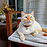 animal, bell, blue_eyes, cat, chair, closeup, collar, cream_fur, cute, decor, feline, golden_horse, indoor, orange_fur, pet, plant, relaxed, statue, wooden_chair, woven_chair