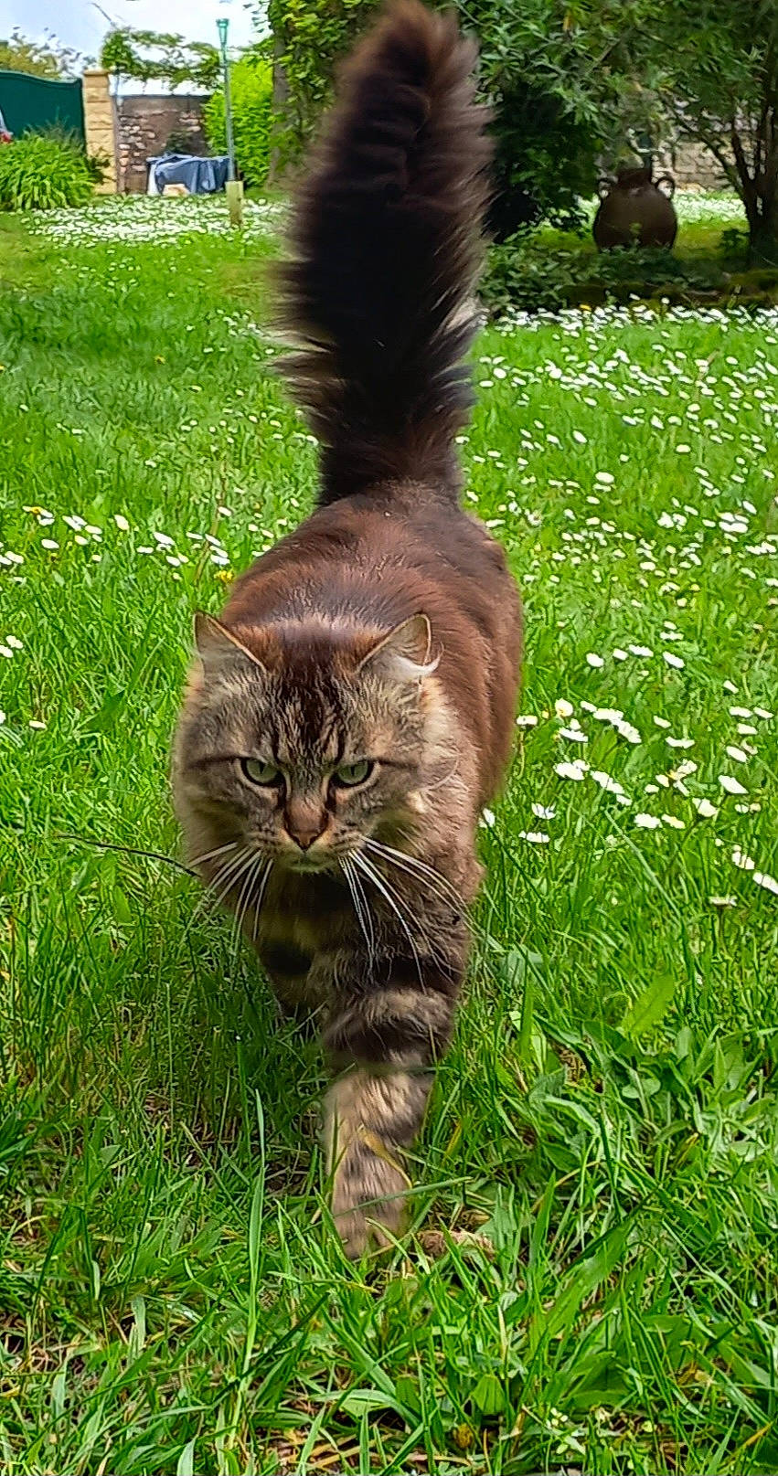 Toutouffe participe au concours pour gagner de l'argent avec cette photo : carnivore, cat, domestic_short_haired_cat, fawn, felidae, fur, grass, grass_family, grassland, groundcover, lawn, liver, pasture, plant, small_to_medium_sized_cats, snout, tail, terrestrial_animal, whiskers, wildlife