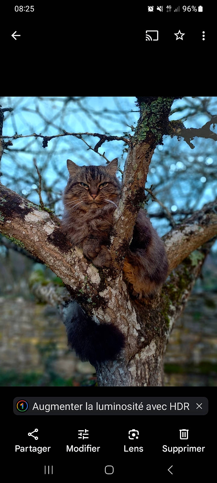 Toutouffe a rejoint le concours — aidez-le/la à gagner de superbes lots ! adaptation, bird_of_prey, brown, carnivore, cat, felidae, fur, plant, plant_stem, sky, small_to_medium_sized_cats, tail, terrestrial_animal, tree, trunk, twig, whiskers, wood