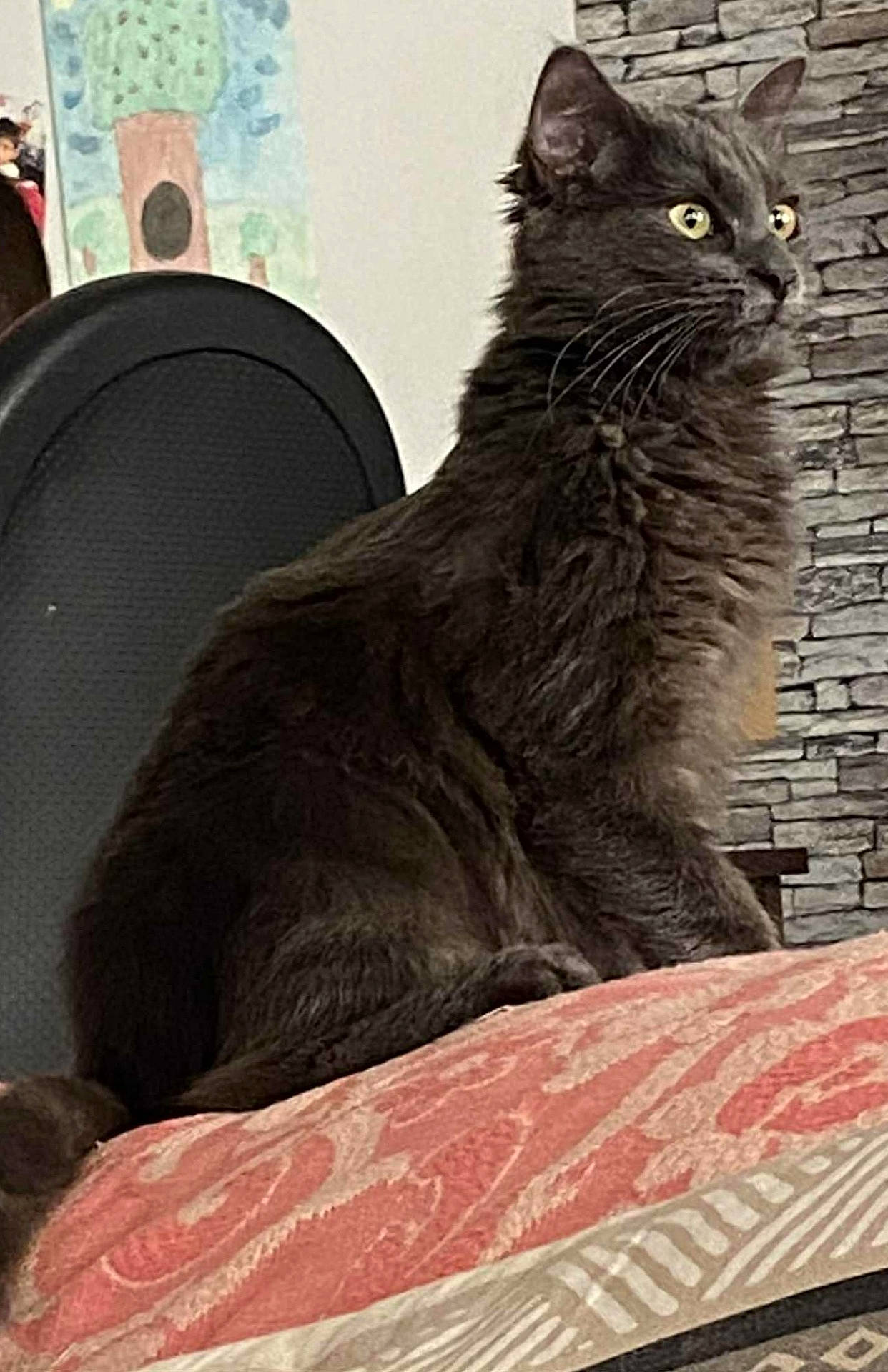 Bibouille participe au concours pour gagner de l'argent avec cette photo : animal, artwork, cat, cozy, cushion, ears, feline, fluffy, fur, gray_cat, home, indoor, patterned_fabric, pet, relaxed, side_view, sitting, stone_wall, whiskers, yellow_eyes