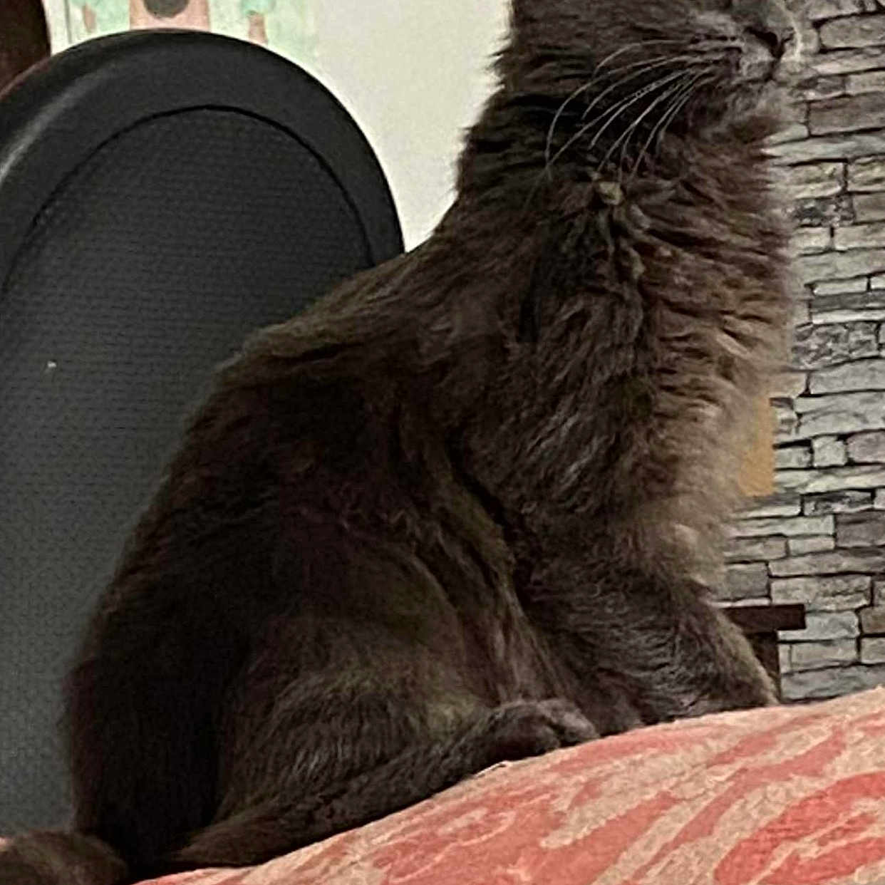 Bibouille