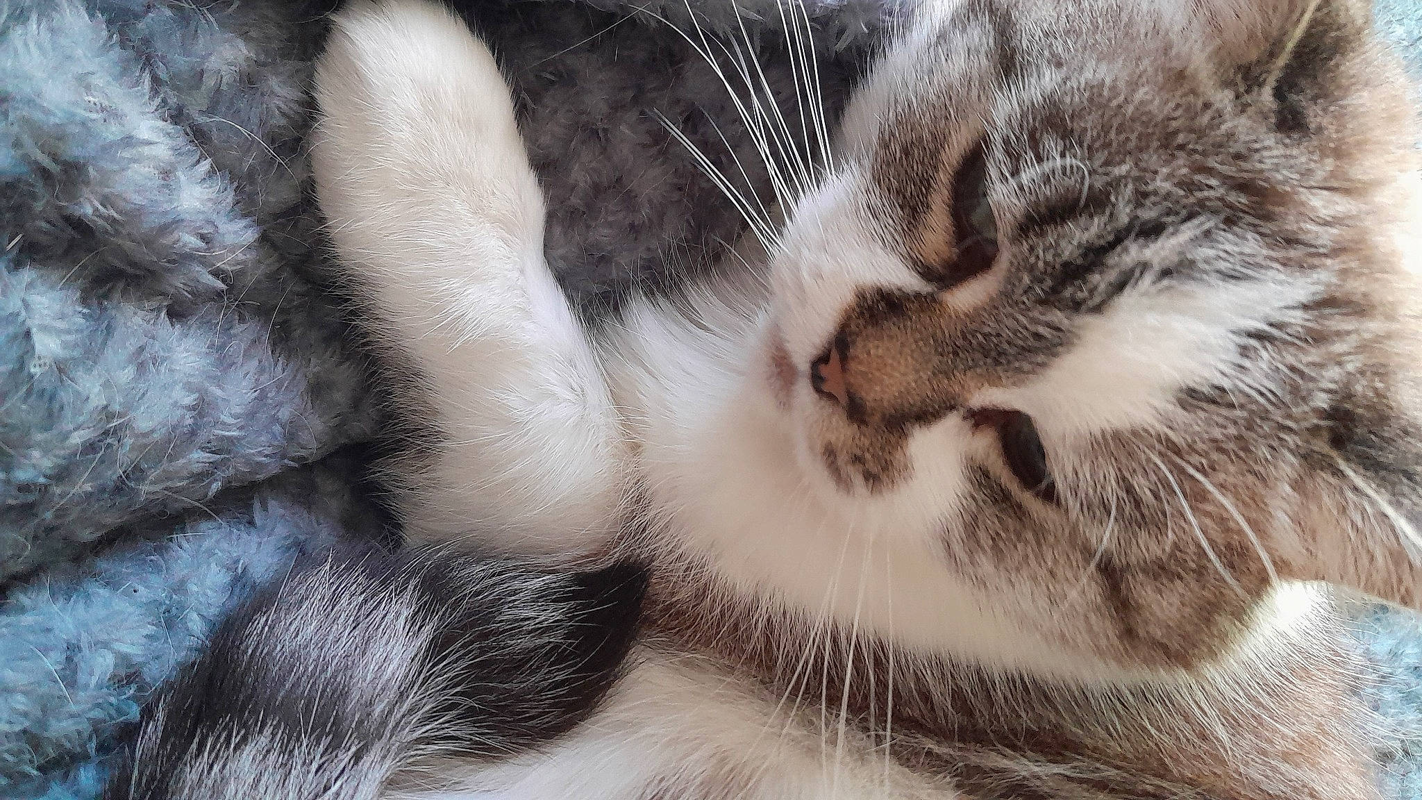 Daisy participe au concours pour gagner de l'argent avec cette photo : carnivore, cat, claw, close_up, comfort, domestic_short_haired_cat, ear, eye, fawn, felidae, fur, head, paw, small_to_medium_sized_cats, snout, tail, terrestrial_animal, tree, whiskers, wildlife