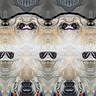 Kobey joined the competition — help win amazing prizes! abstract, animal, animal_face, blurry, closeup, creative, distorted, dog, eyes, fur, mirrored, multiple_faces, nose, odd, pattern, pets, symmetry, texture, unusual, weird