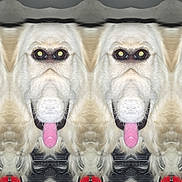 Kobey is registered to the contest to win money with this photo: abstract, animal, closeup, distorted, dog, eyes, face, fur, mirrored, multiple, odd, pattern, pet, pink_tongue, portrait, repetition, symmetry, tongue, weird, white_dog