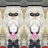 abstract, animal, closeup, distorted, dog, eyes, face, fur, mirrored, multiple, odd, pattern, pet, pink_tongue, portrait, repetition, symmetry, tongue, weird, white_dog