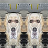 Kobey is registered to the contest to win money with this photo: animal, artistic, background, closeup, distorted, dog, eyes, face, fur, golden_retriever, mirrored, nose, pattern, pet, psychedelic, repetition, surreal, symmetry, texture, wavy