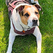 Zeus is registered to the contest to win money with this photo: dog, canine, pet, grass, outdoor, animal, baseball, play, harness, white, brown, black, fur, paws, ears, collar, leisure, sunlight, nature, resting
