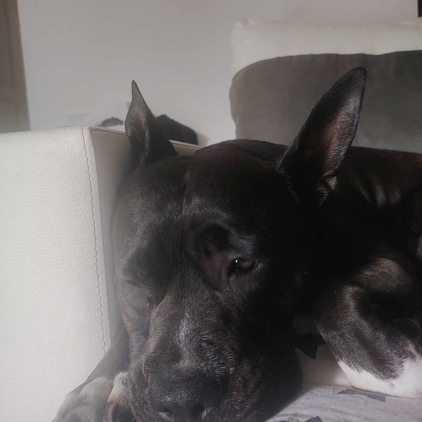 Exthasy a rejoint le concours — aidez-le/la à gagner de superbes lots ! dog, black_dog, sleeping, resting, couch, blanket, indoor, ears, pet, animal, cozy, relaxed, close_up, fur, paw, home, comfort, laying_down, portrait, domestic_animal