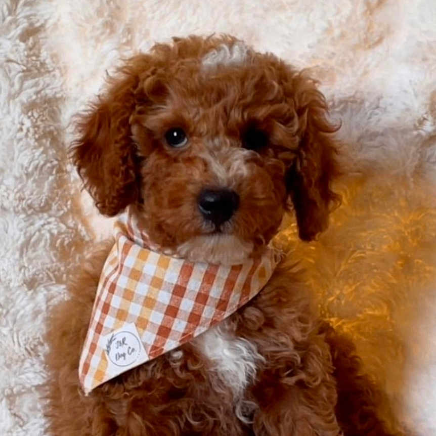 Milo is registered to the contest to win money with this photo: accessories, airedale, animal, bandana, canine, clothing, cockerspaniel, dog, formalwear, headband, necktie, pet, poodle, puppy, scarf, snout, sunglasses, terrier, tie, whitedog