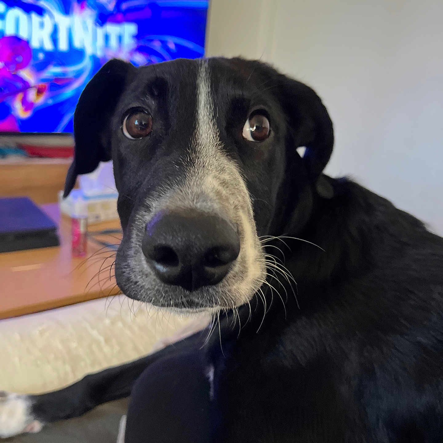 Darko participe au concours pour gagner de l'argent avec cette photo : animal, architecture, building, canine, computerhardware, couch, dog, electronics, furniture, hardware, hound, indoors, labradorretriever, livingroom, monitor, pet, pointer, puppy, screen, tv