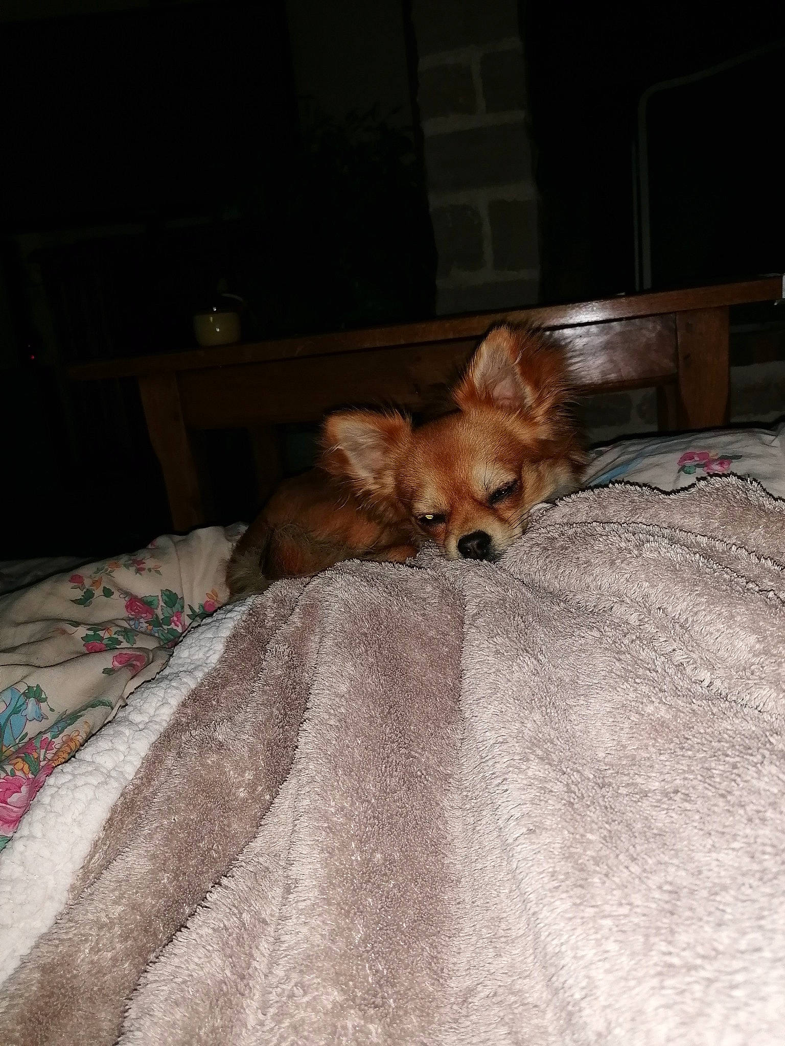 Bloom participe au concours pour gagner de l'argent avec cette photo : canidae, carnivore, chihuahua, companion_dog, dog, dog_breed, fawn, mammal, non_sporting_group, pomeranian, puppy, spitz, toy_dog