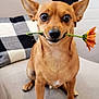 animal, brown_dog, canine, chair, couch, cute, dog, ears, eyes, flower, fur, home, house, indoor, nose, orange_flower, paws, pet, sitting, small_dog