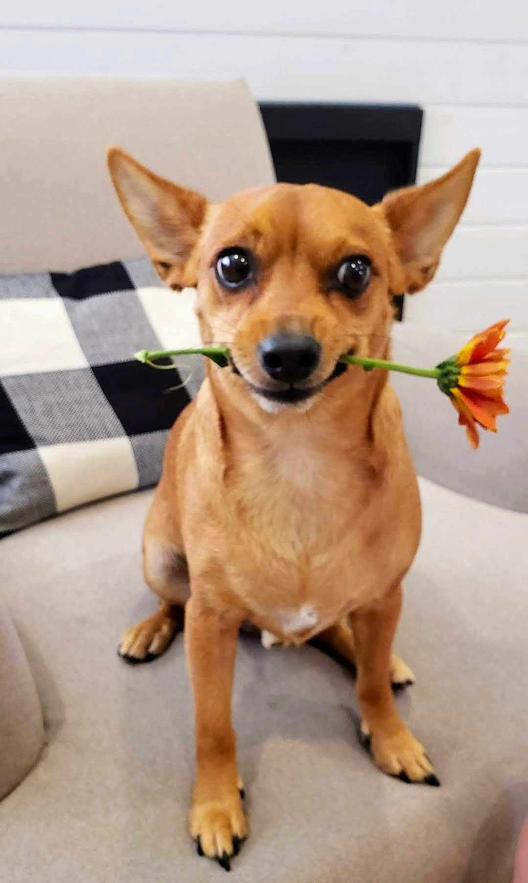 Skippy