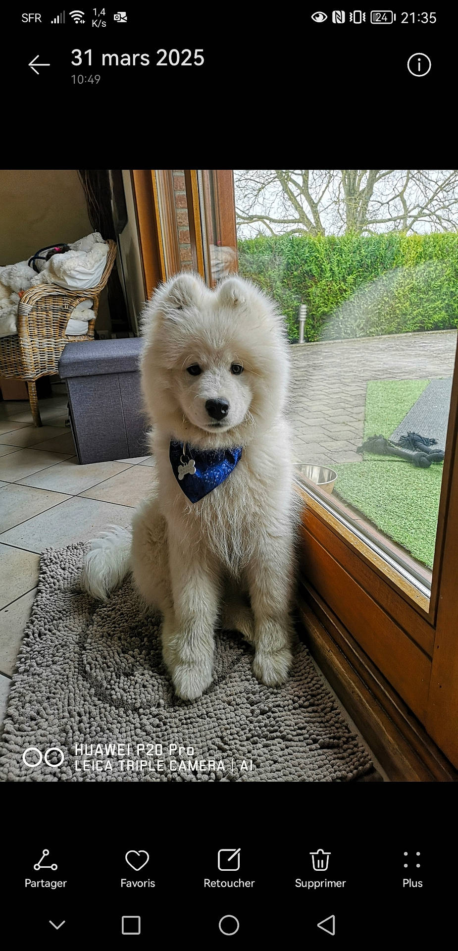 bandana, bone_tag, collar, cute, dog, fluffy, garden, glass_door, greenery, home, indoor, natural_light, pet, puppy, rug, small_dog, tile_floor, white_fur, wicker_chair, window