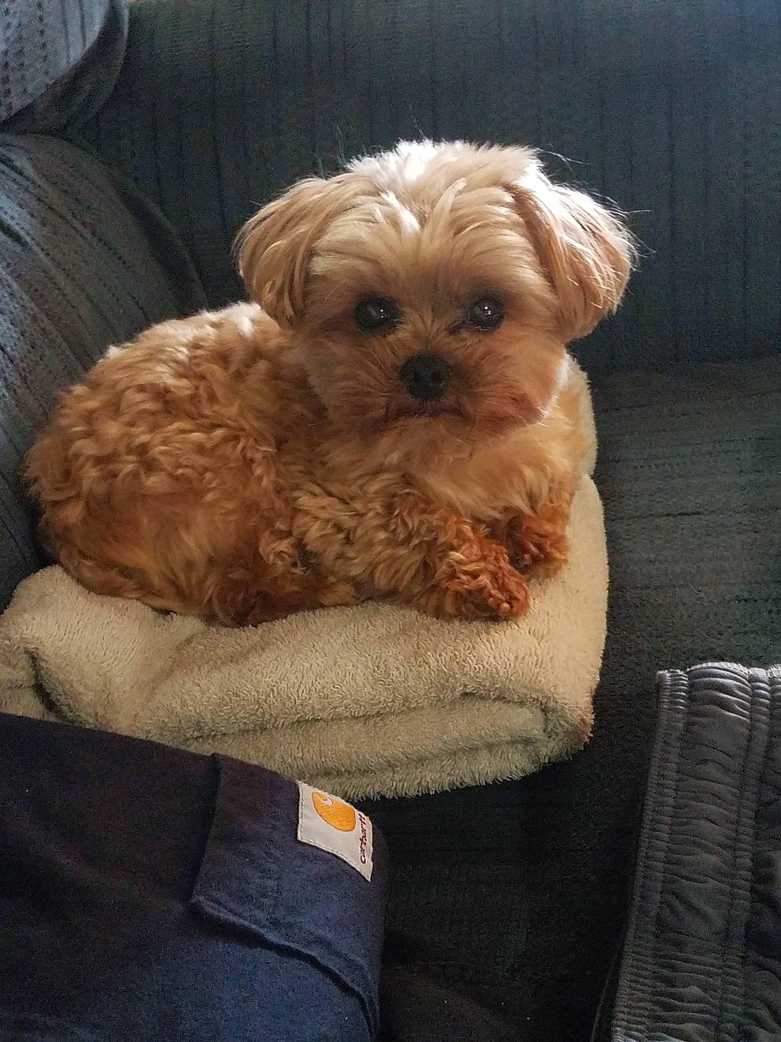 Eli joined the competition — help win amazing prizes! bolonka, canidae, carnivore, cavachon, cavapoo, cockapoo, companion_dog, dog, dog_breed, maltepoo, mammal, morkie, pekapoo, poodle_crossbreed, puppy, schnoodle, shih_poo, snout, vertebrate, yorkipoo